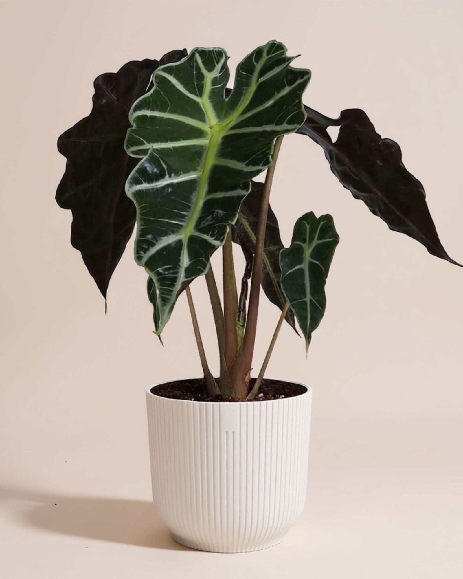 Alocasia Plant Family
