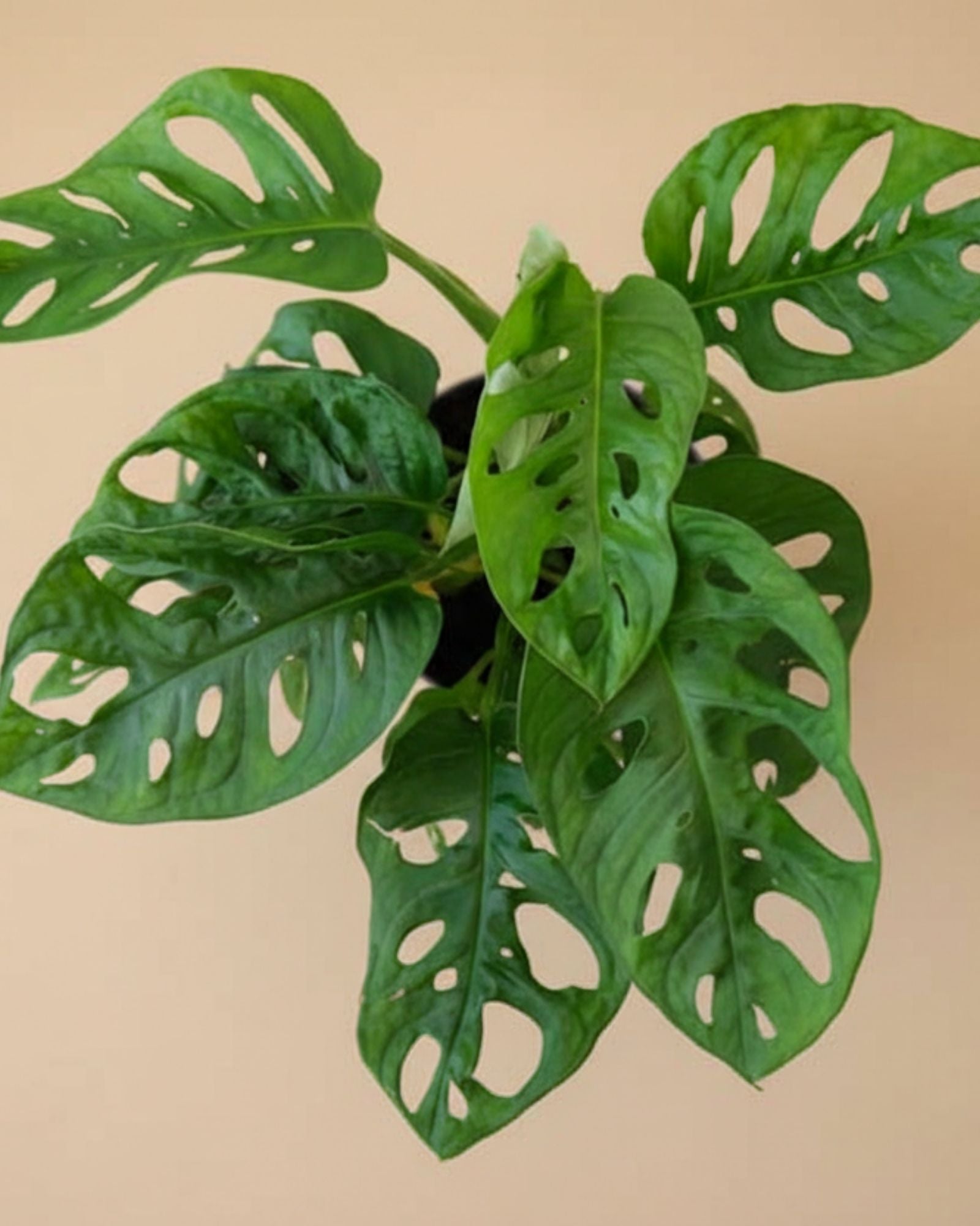 Monstera Plants