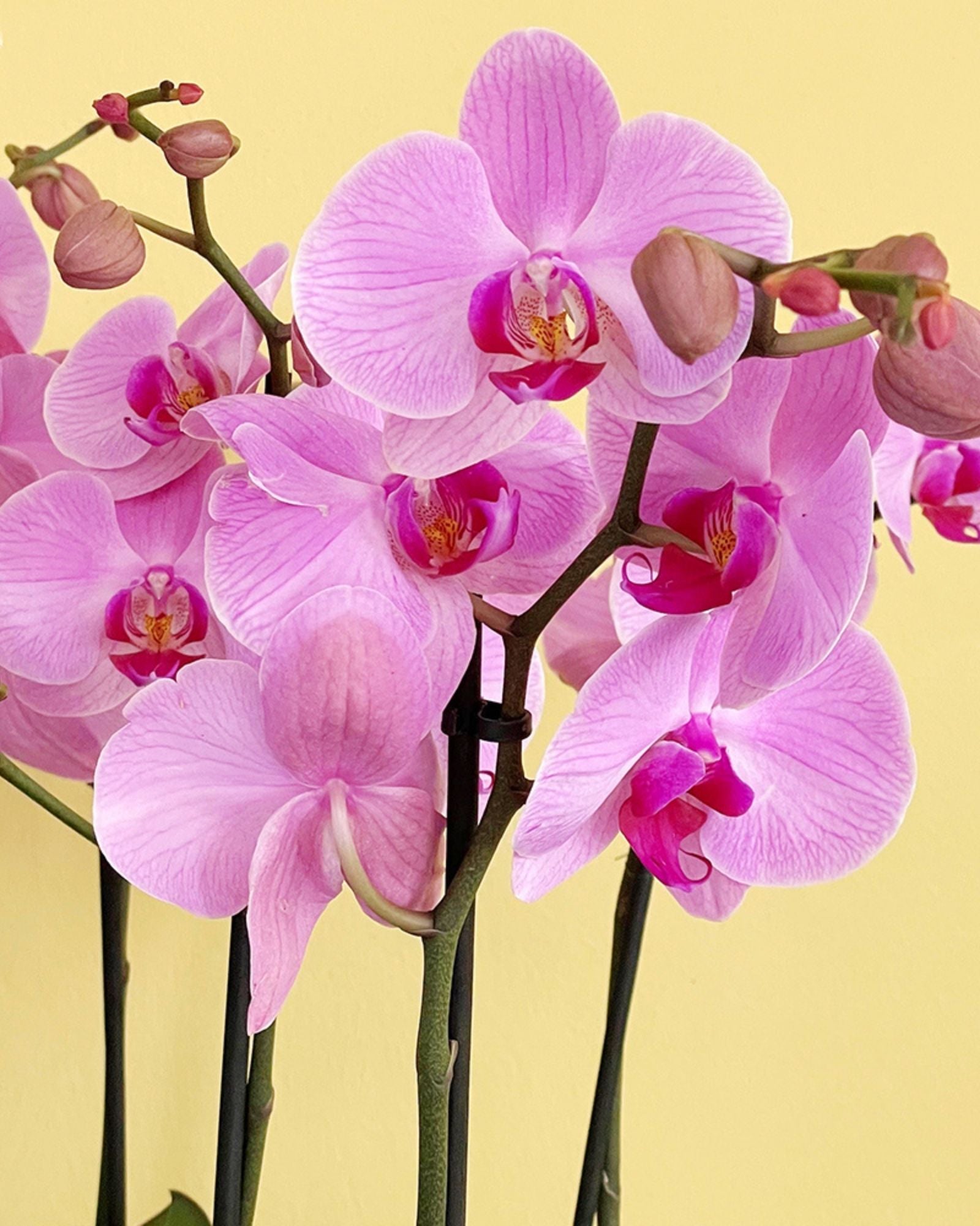 Orchid Flowers