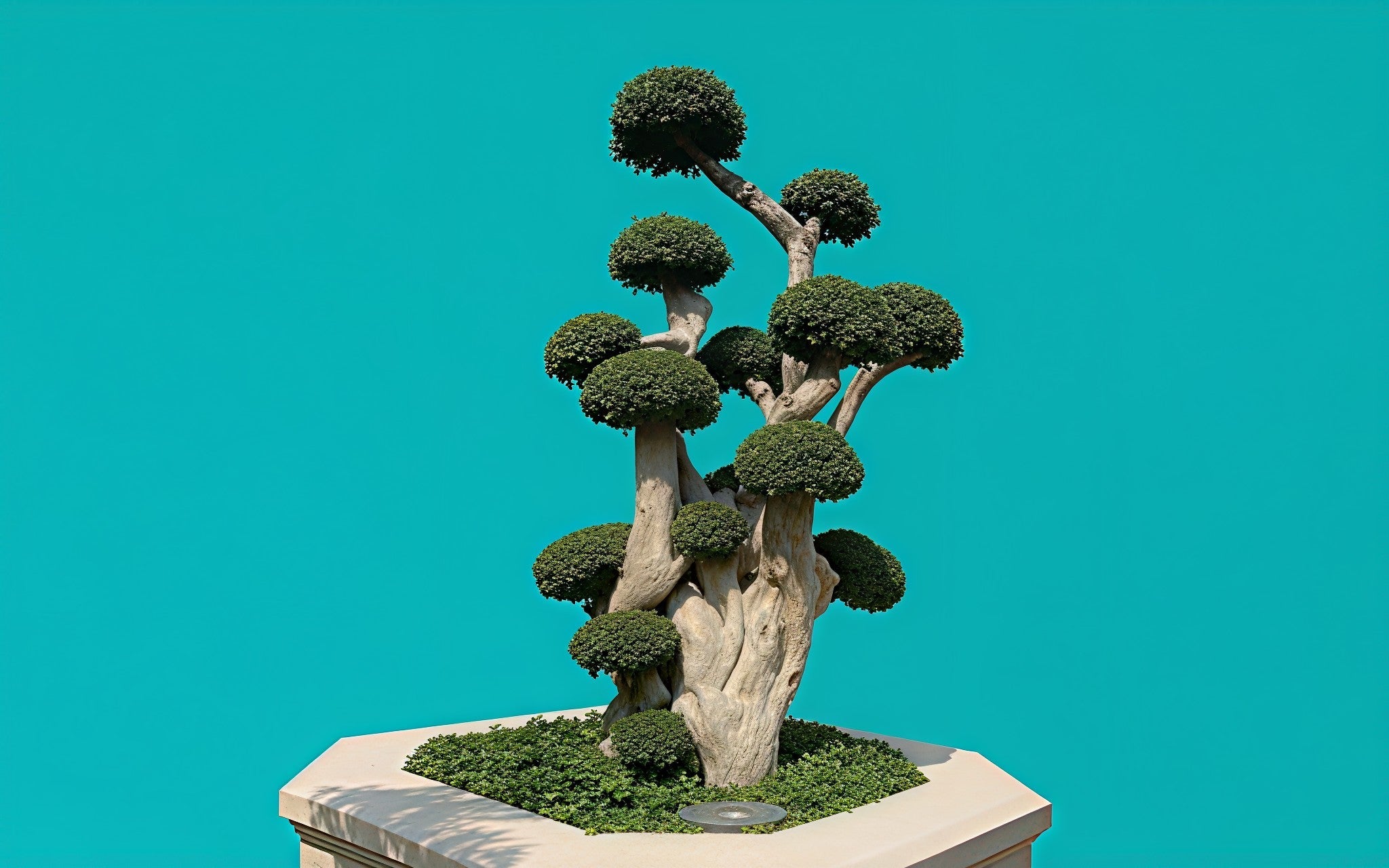 Outdoor Plants