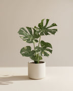 Monstera Thai