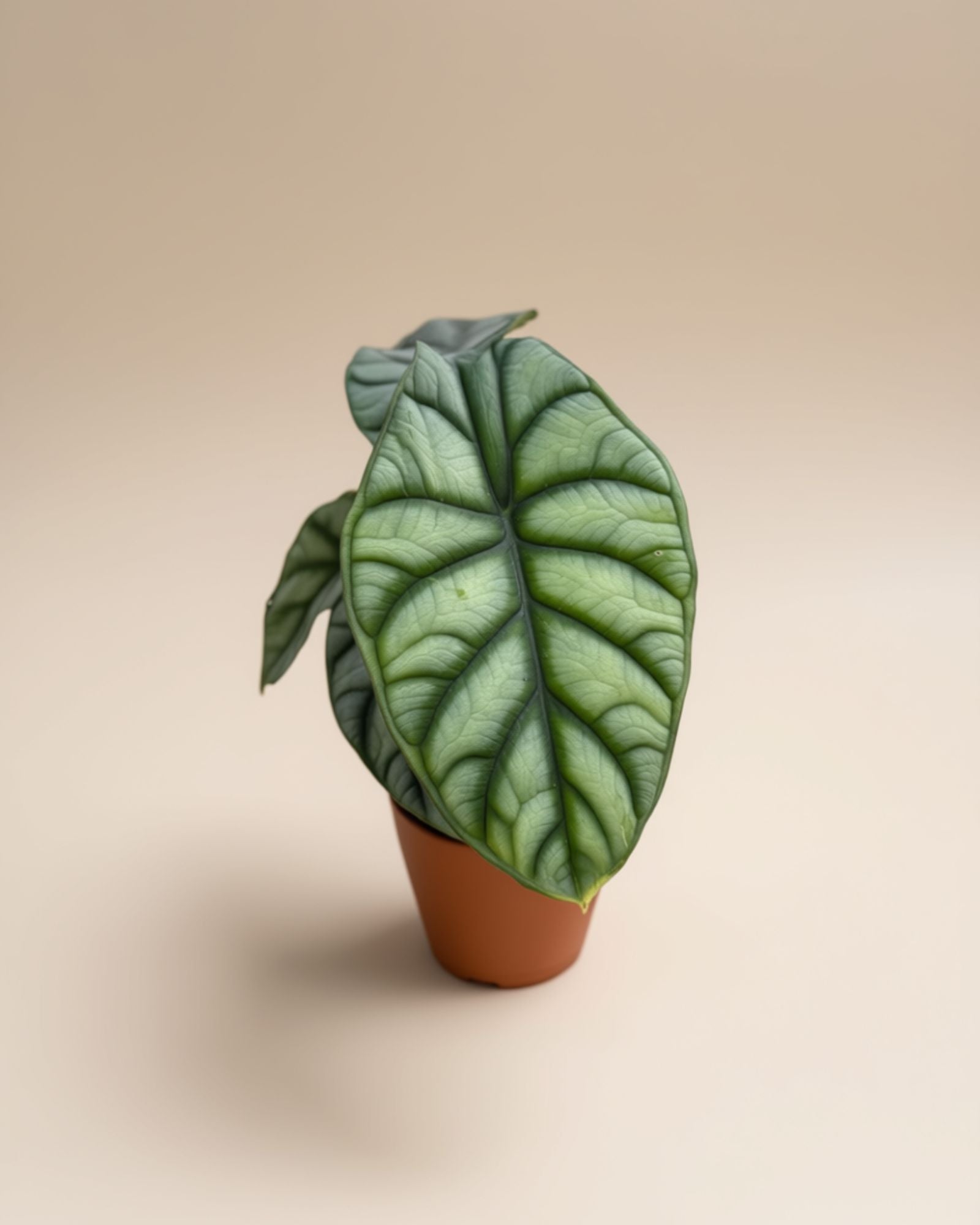 Alocasia Silver Dragon