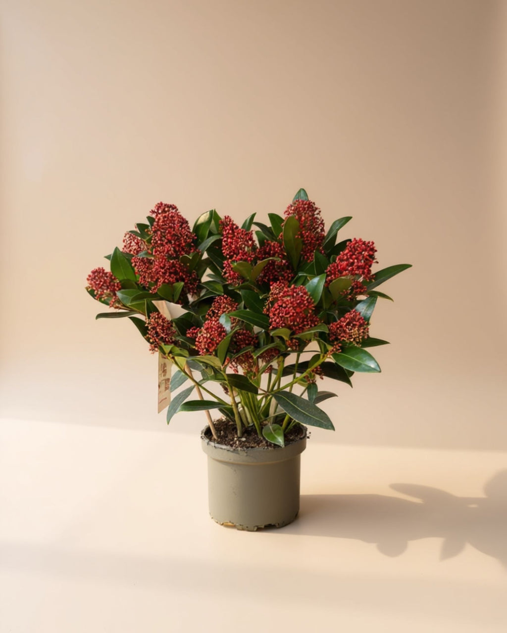 Skimmia Rubella