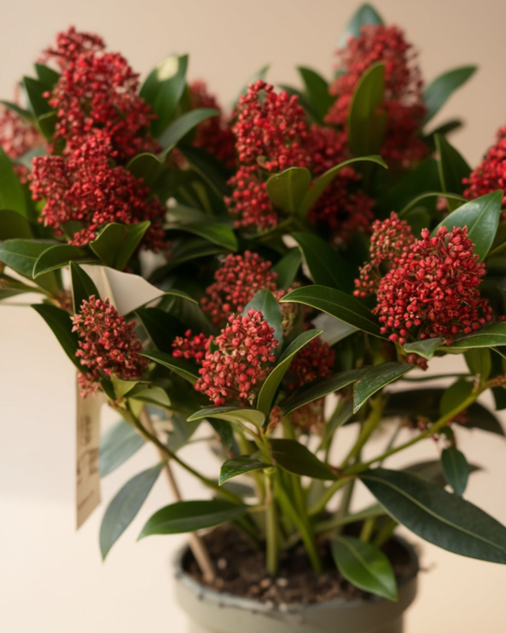 Skimmia Rubella