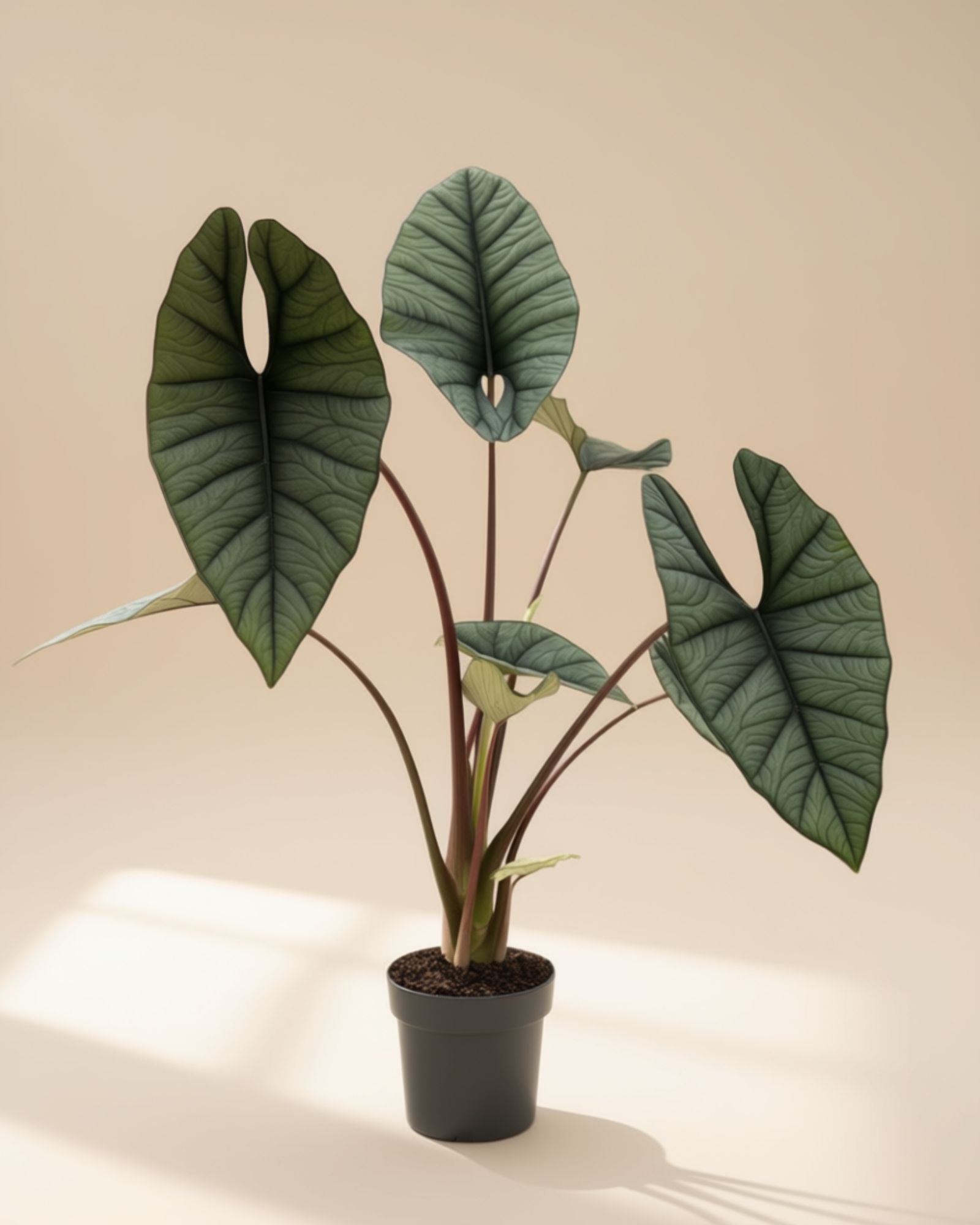 Alocasia Titanium
