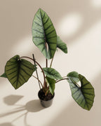 Alocasia Titanium