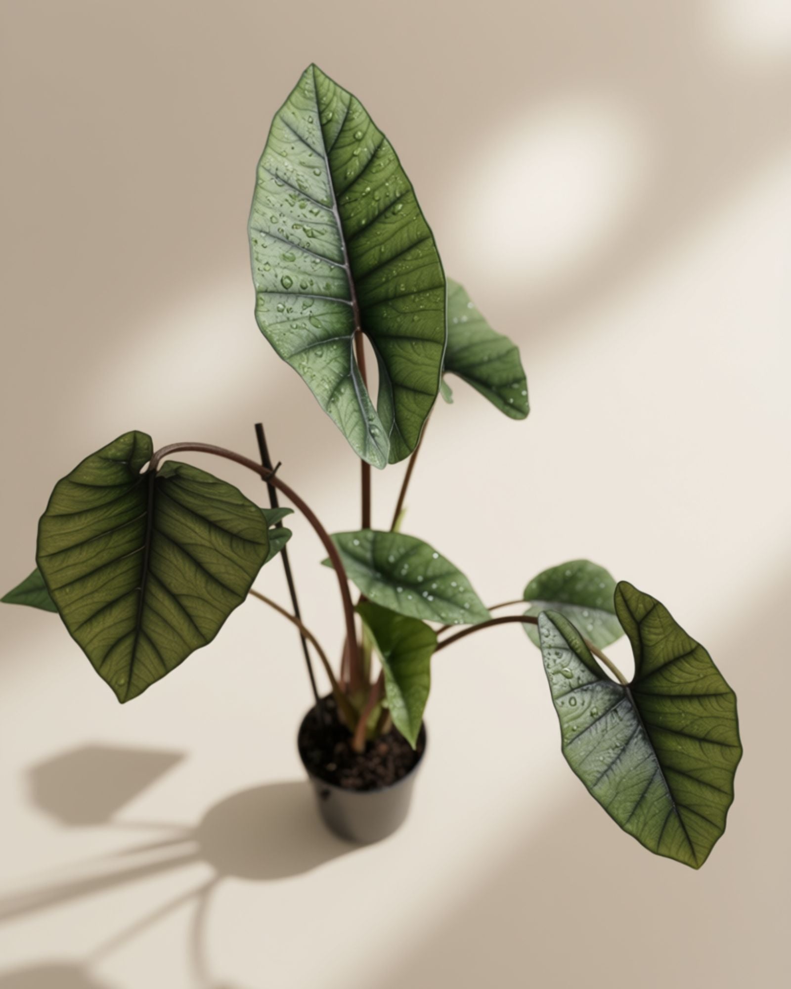 Alocasia Titanium