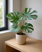 Monstera Thai