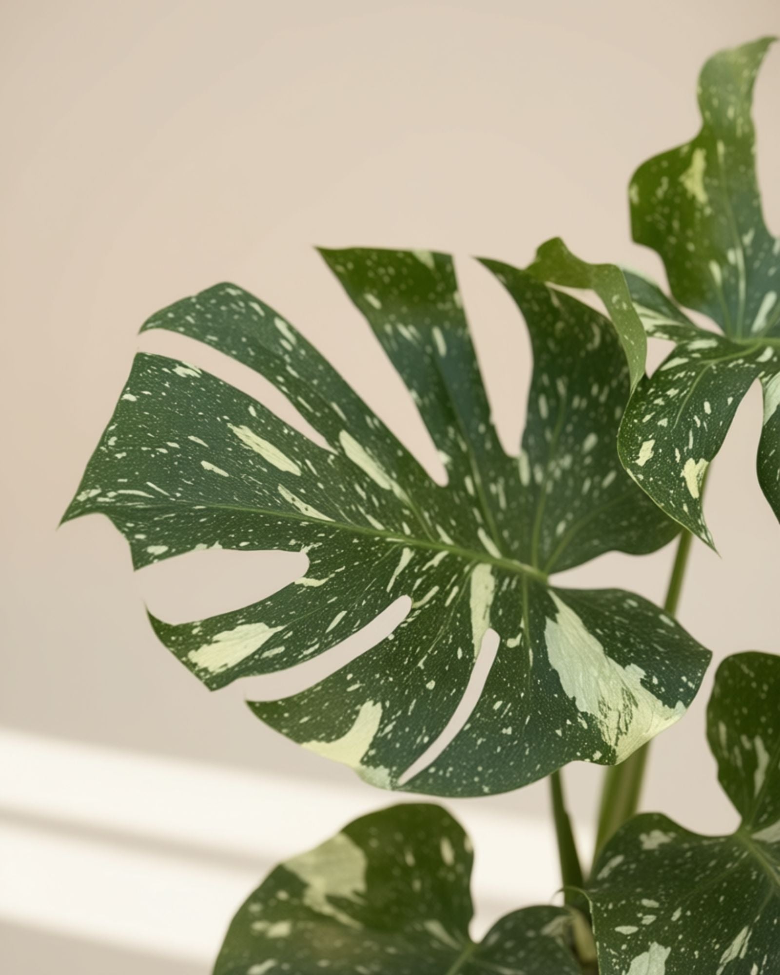 Monstera Thai
