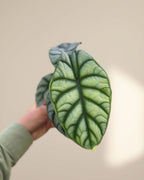 Alocasia Silver Dragon