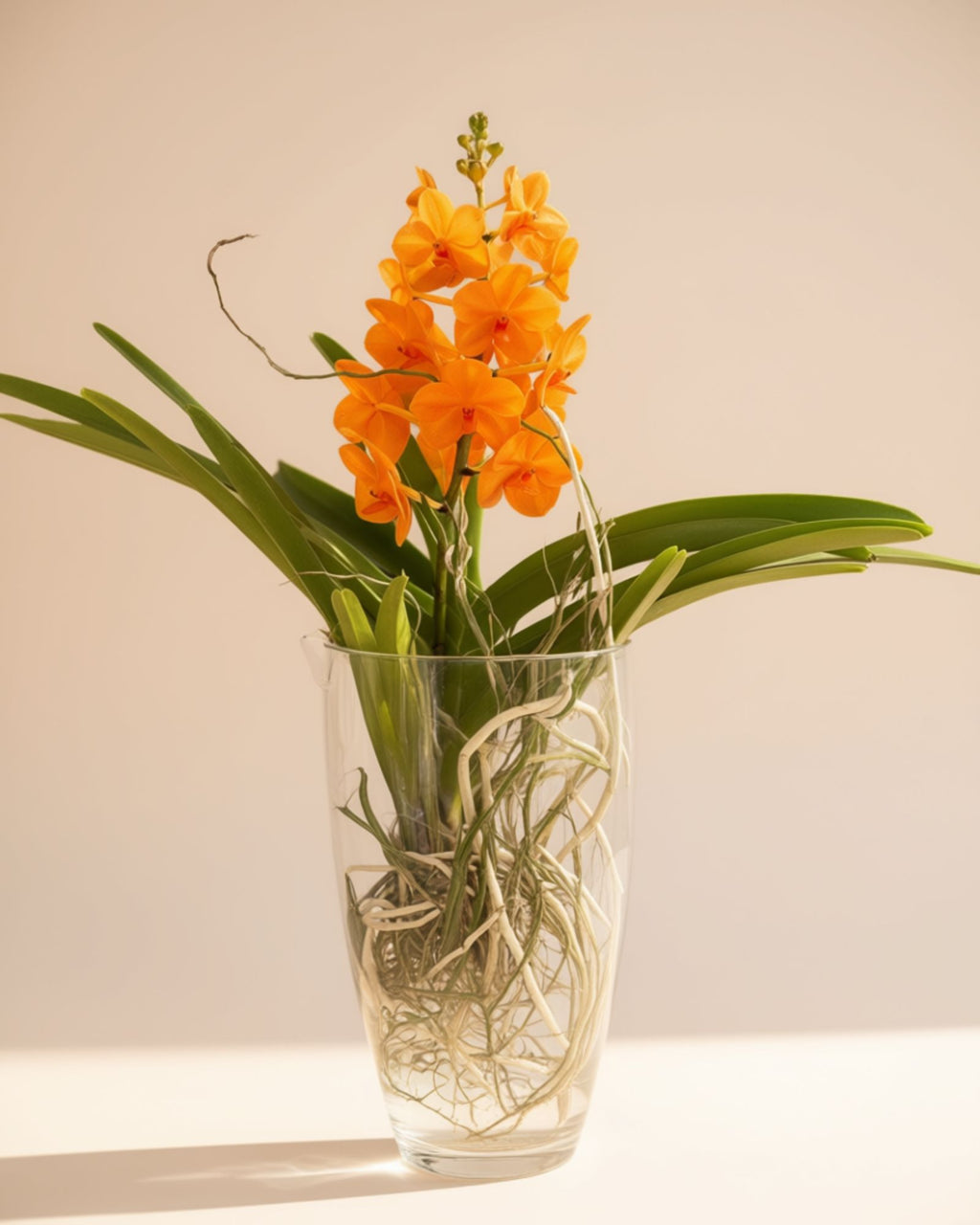 Orchid Glass Mixed Colors