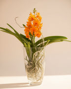 Orchid Glass Mixed Colors