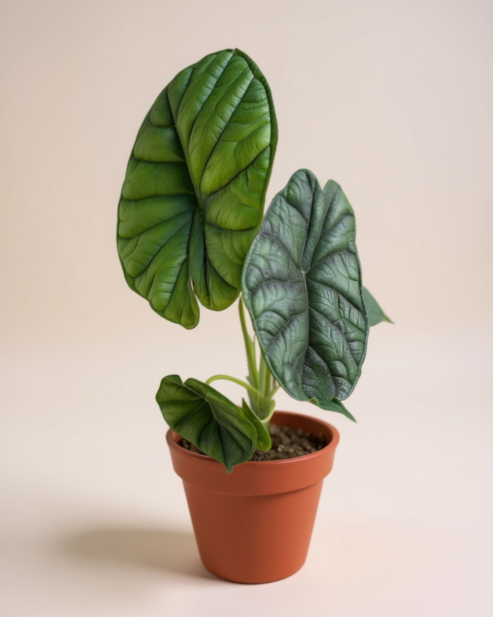 Alocasia Dragon Scale