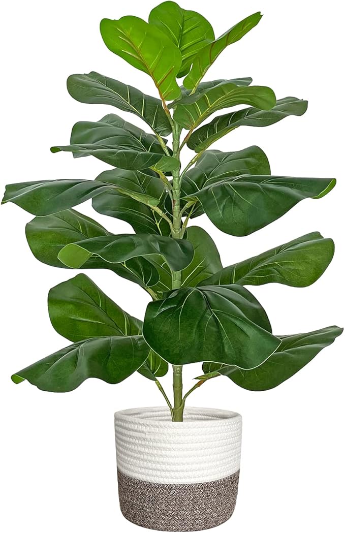 Rubber Plant