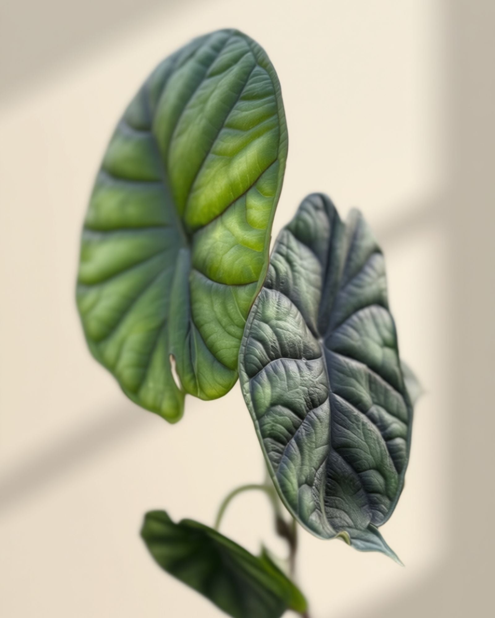 Alocasia Dragon Scale