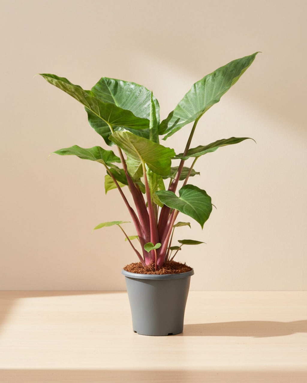 Alocasia Elephant Ear Red Stem