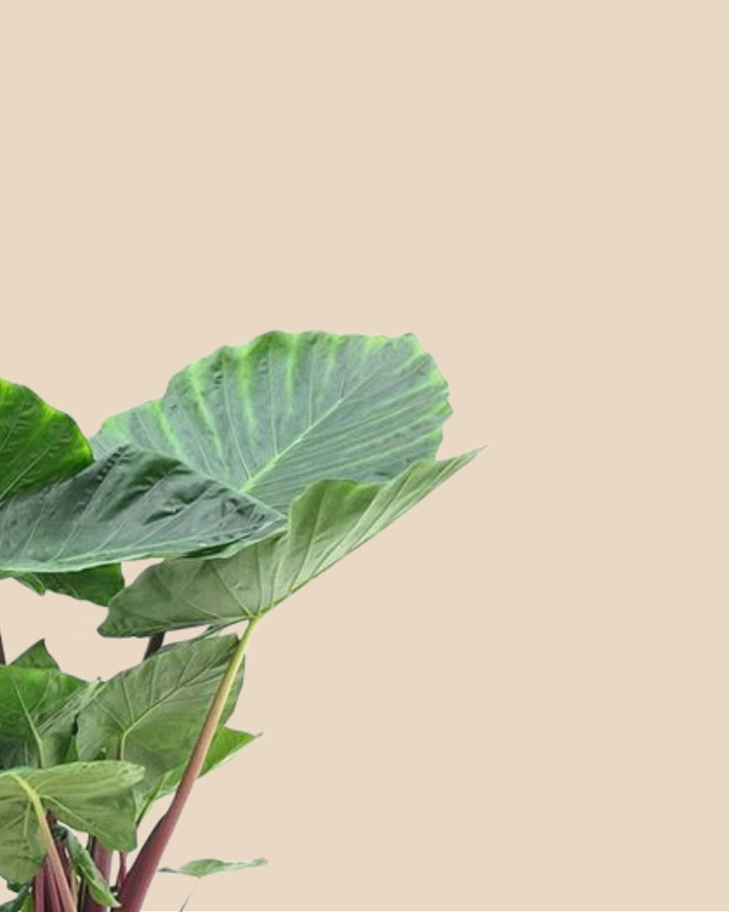 Alocasia Elephant Ear Red Stem