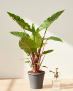 Alocasia Elephant Ear Red Stem