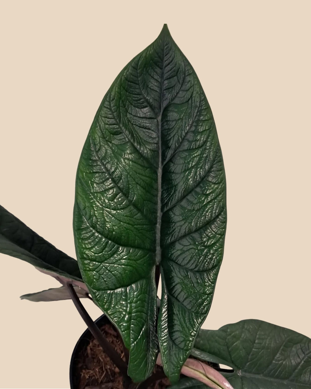 Alocasia Scalprum