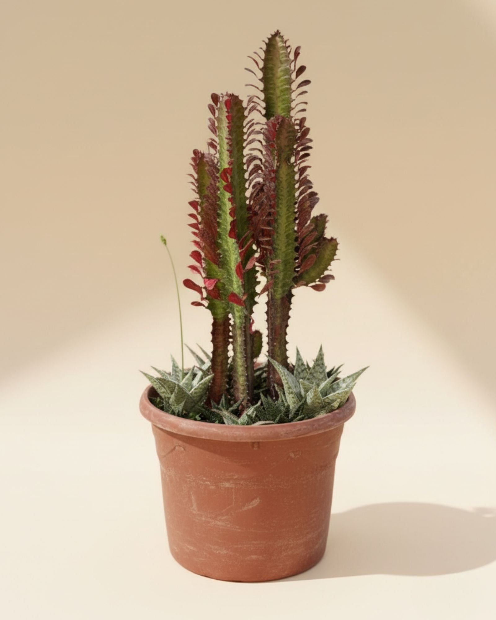 African Milk Tree succulent