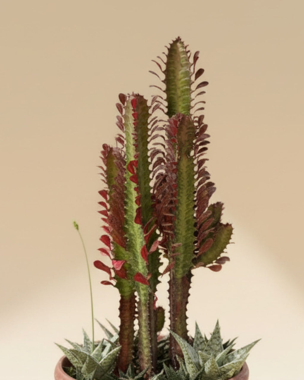 African Milk Tree succulent