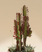 African Milk Tree succulent