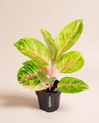 Aglaonema Rose Parakeet