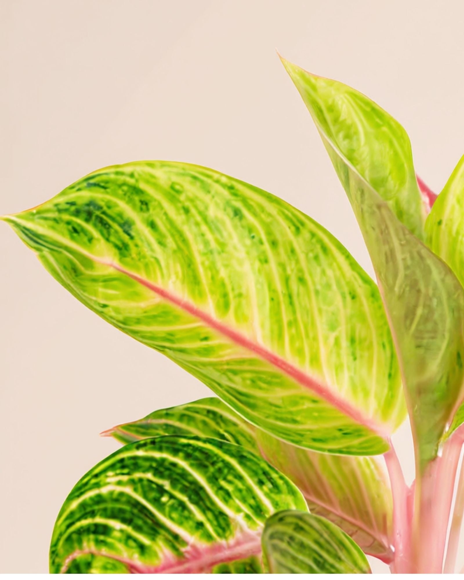 Aglaonema Rose Parakeet