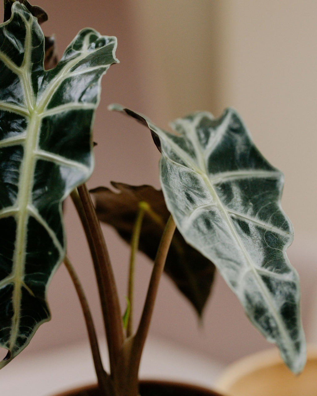 Alocasia Polly
