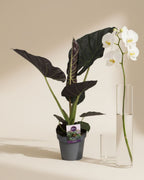 Alocasia Regal Sheilds