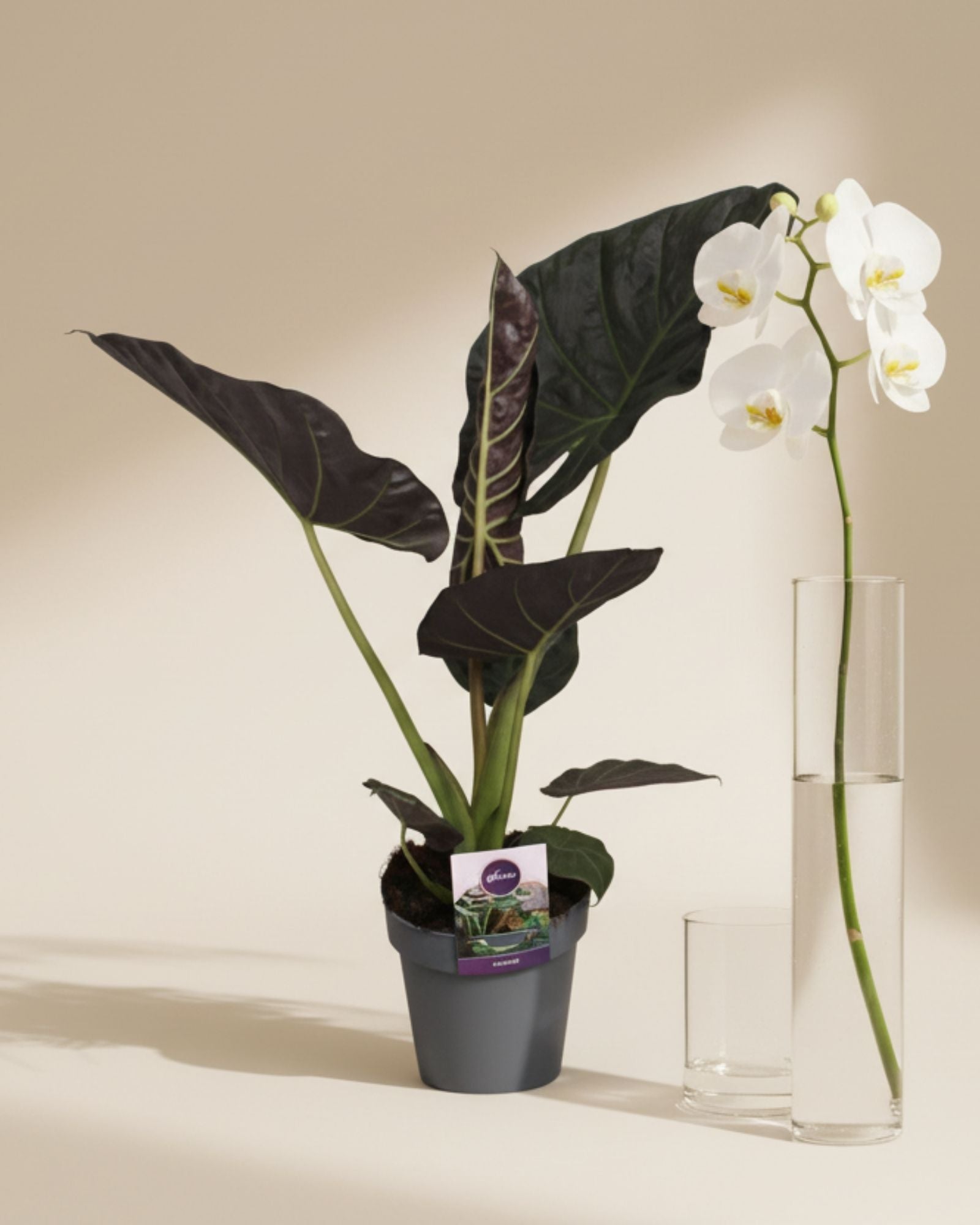 Alocasia Regal Sheilds