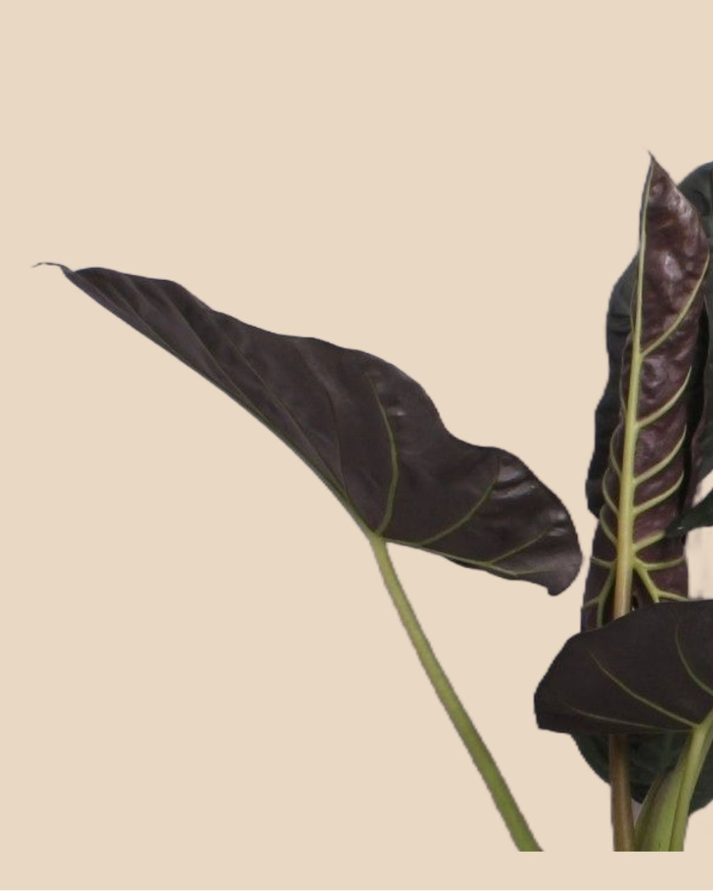 Alocasia Regal Sheilds