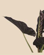 Alocasia Regal Sheilds