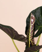 Alocasia Regal Sheilds