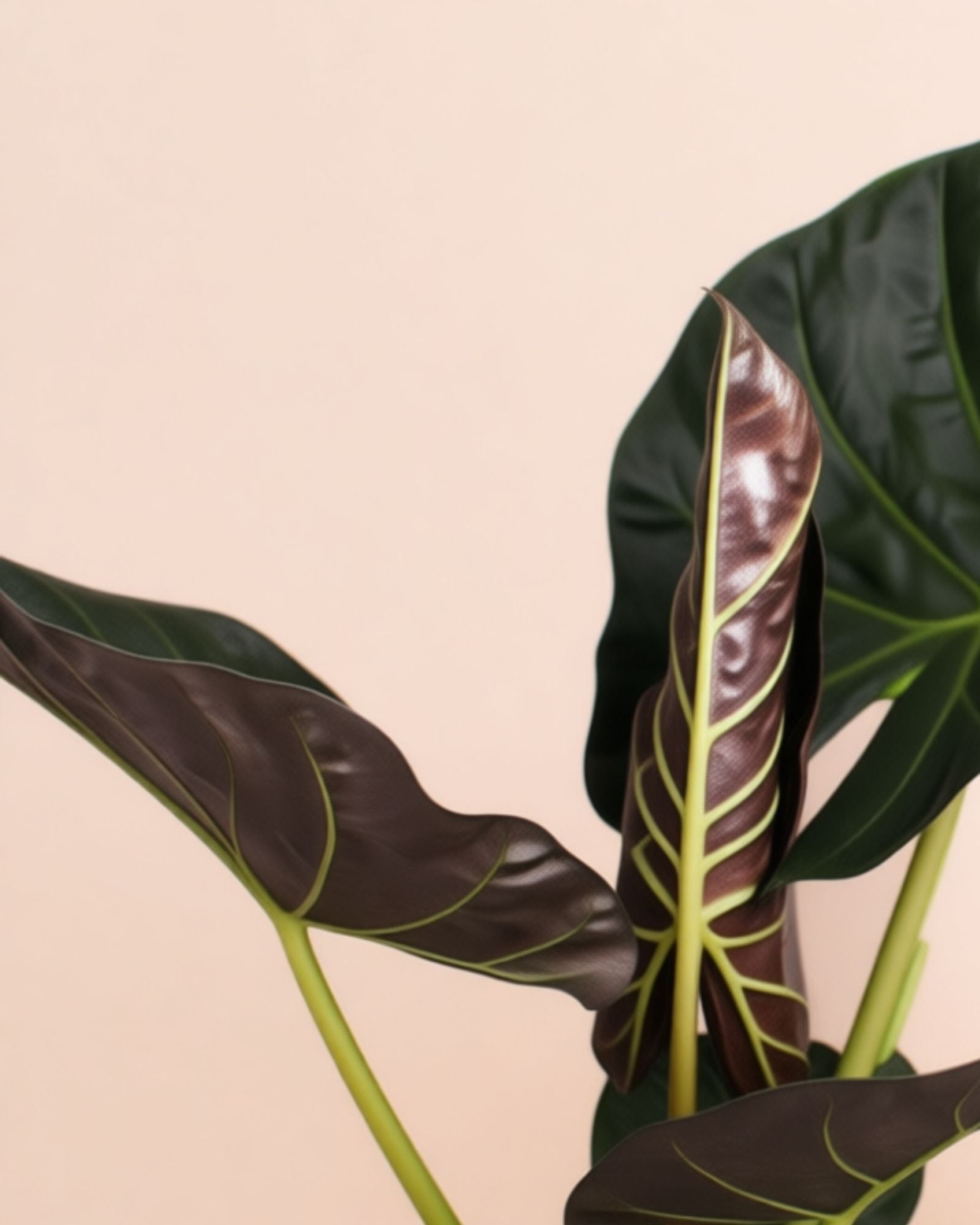Alocasia Regal Sheilds