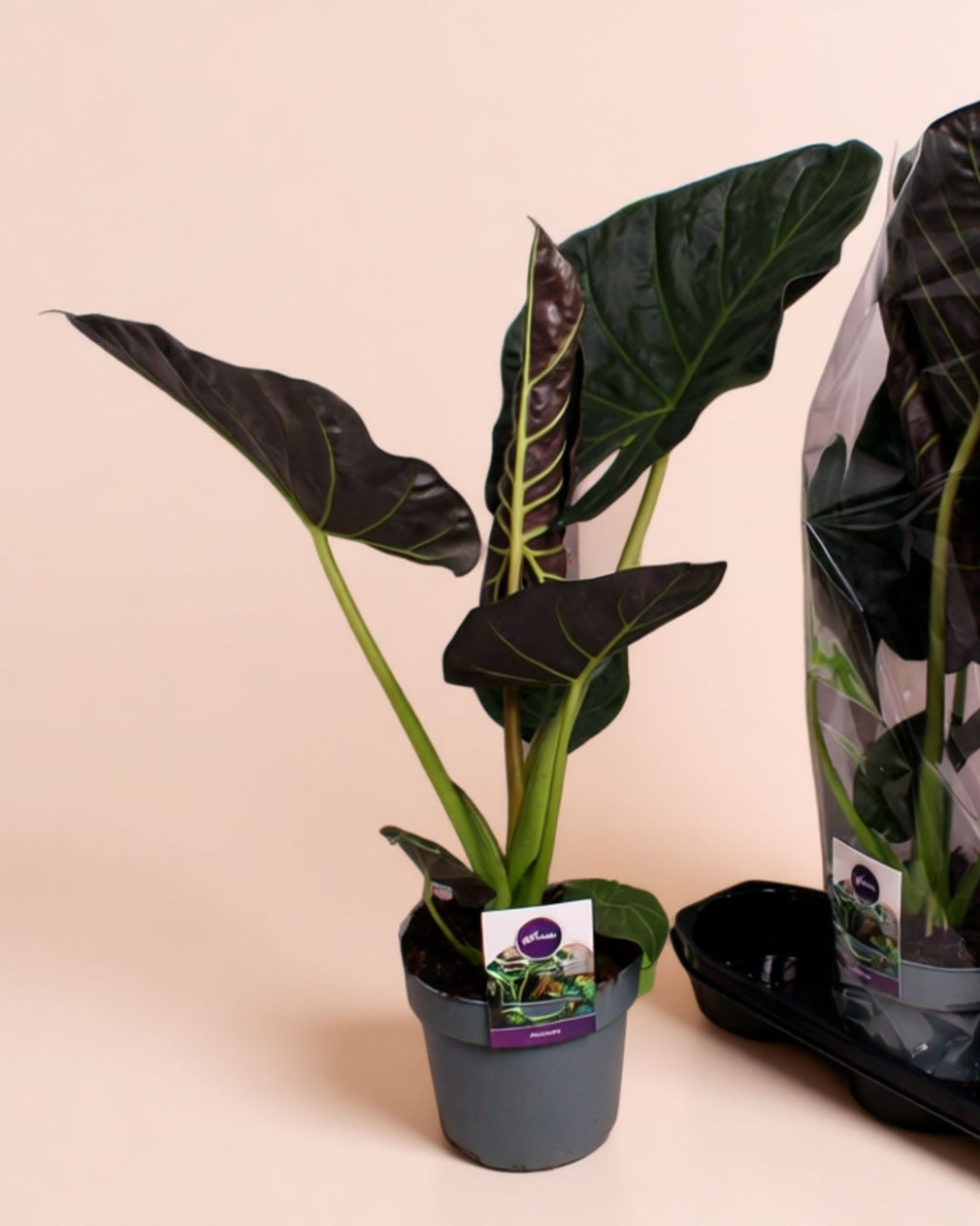 Alocasia Regal Sheilds