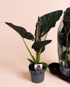 Alocasia Regal Sheilds