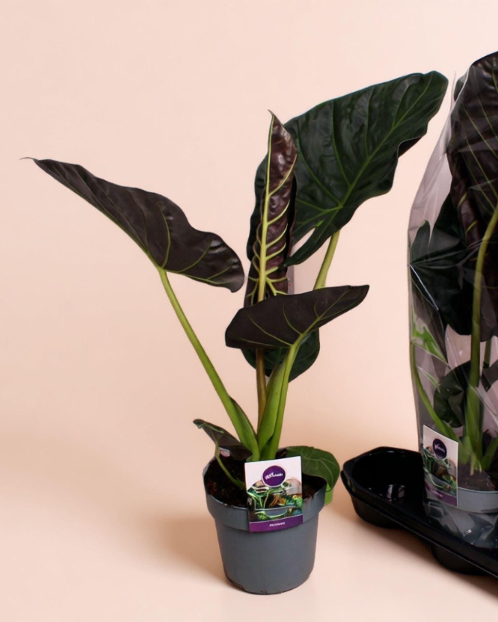 Alocasia Regal Sheilds