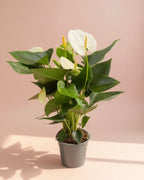 White Anthurium S