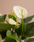 White Anthurium S