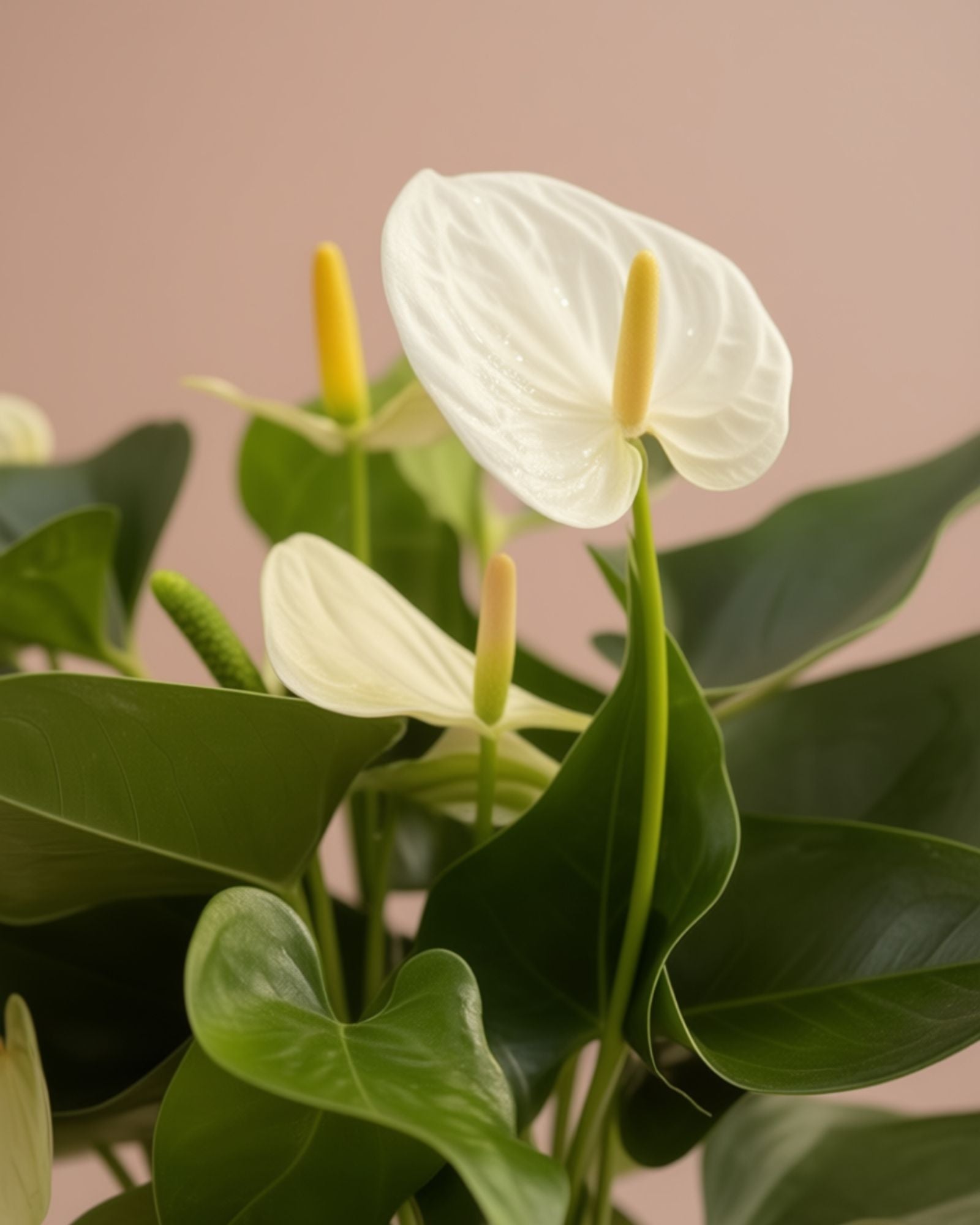 White Anthurium S