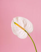 White Anthurium S