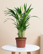 Areca Palm