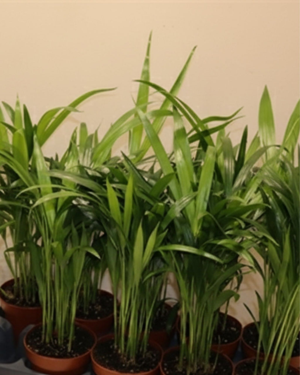 Areca Palm