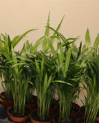 Areca Palm