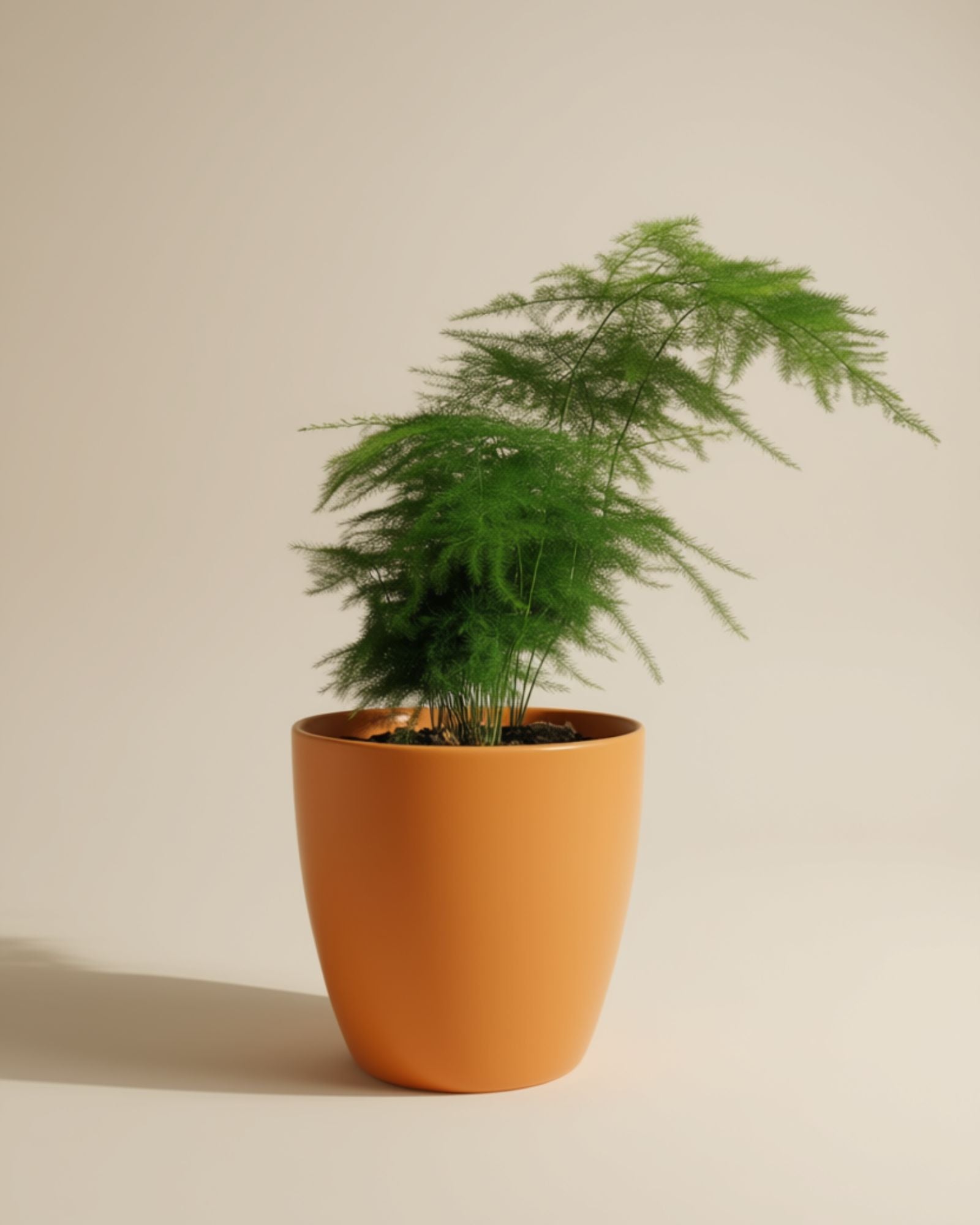 Asparagus fern