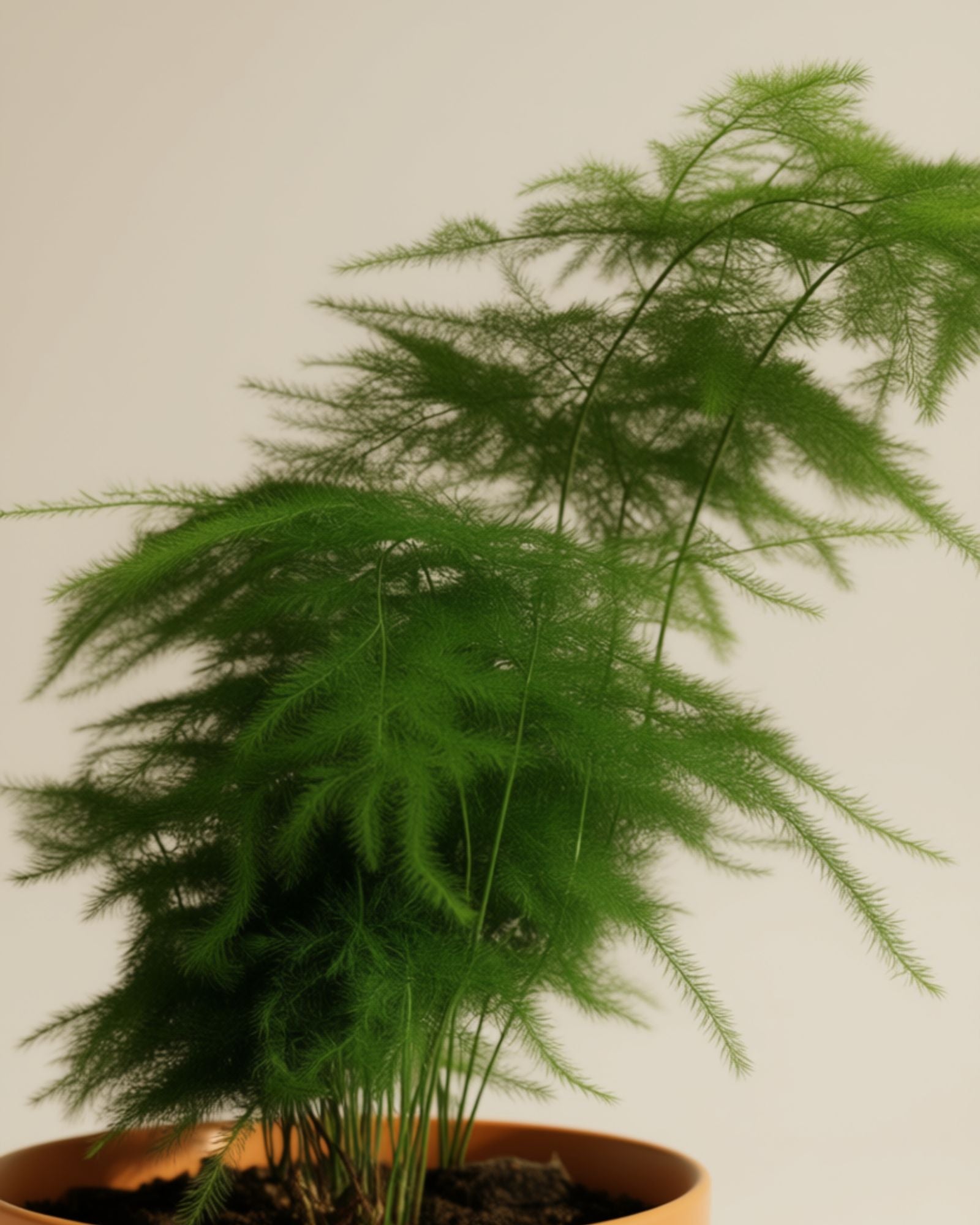 Asparagus fern