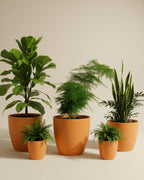 Asparagus fern