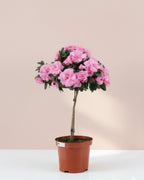 Azaleas Pink