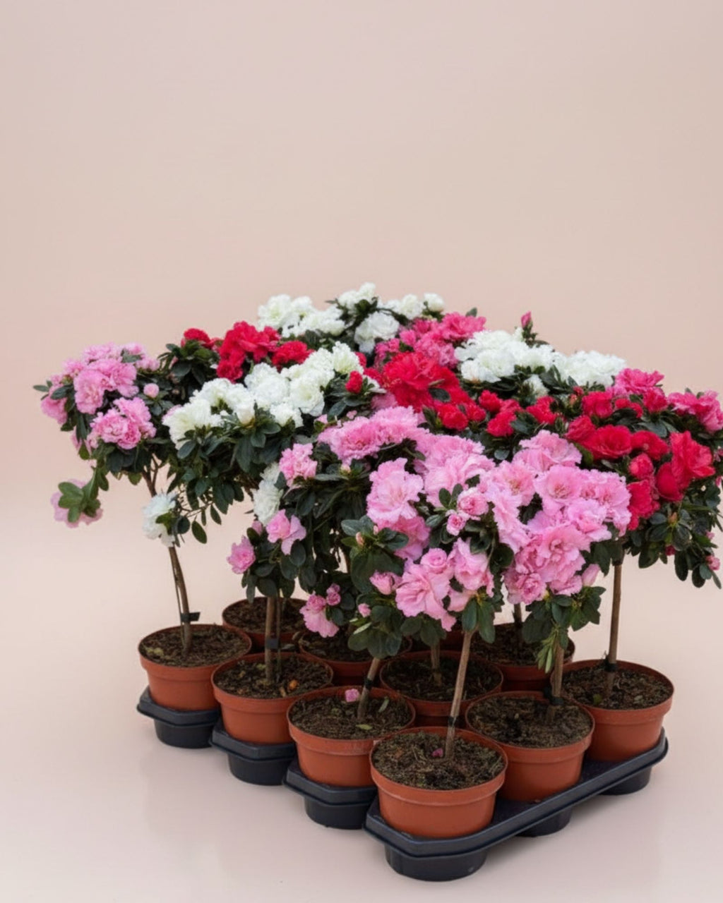 Azaleas Pink